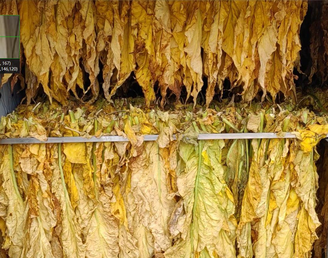 走进南雄 | 晟启除湿热泵技术在烟叶烘干中的应用